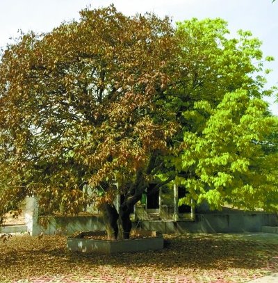 湖南驚現“陰陽樹”：一半枯萎，一半茂盛 琪安拉