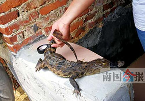 廣西柳州市民撈到一條鱷魚 疑有人當寵物養后丟棄