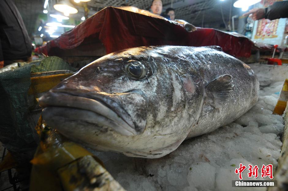 漁民渤海灣捕獲重100余斤巨型“怪魚”